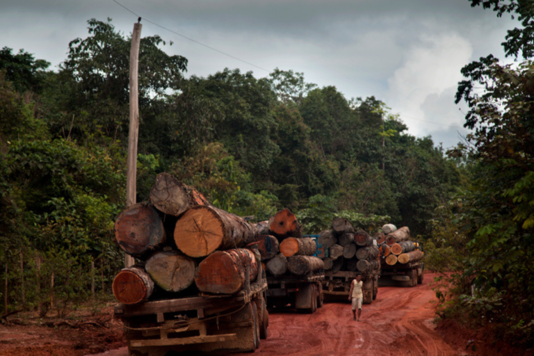 Companies banking on tech and collaboration to comply with EUDR