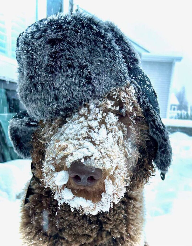 Salisbury residents are embracing the snowy conditions, but local business leaders hope the community starts showing more support