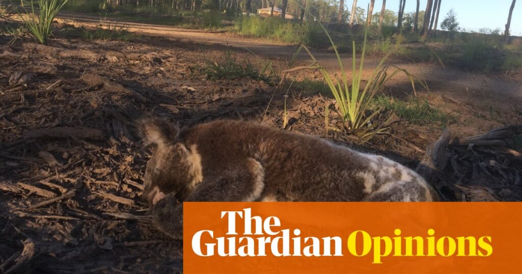 Australian nature: if our laws don’t radically change, environmental degradation will continue