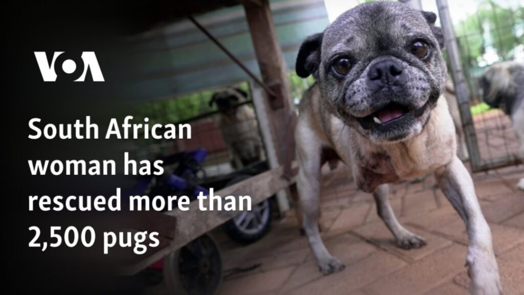 South African woman has rescued more than 2,500 pugs