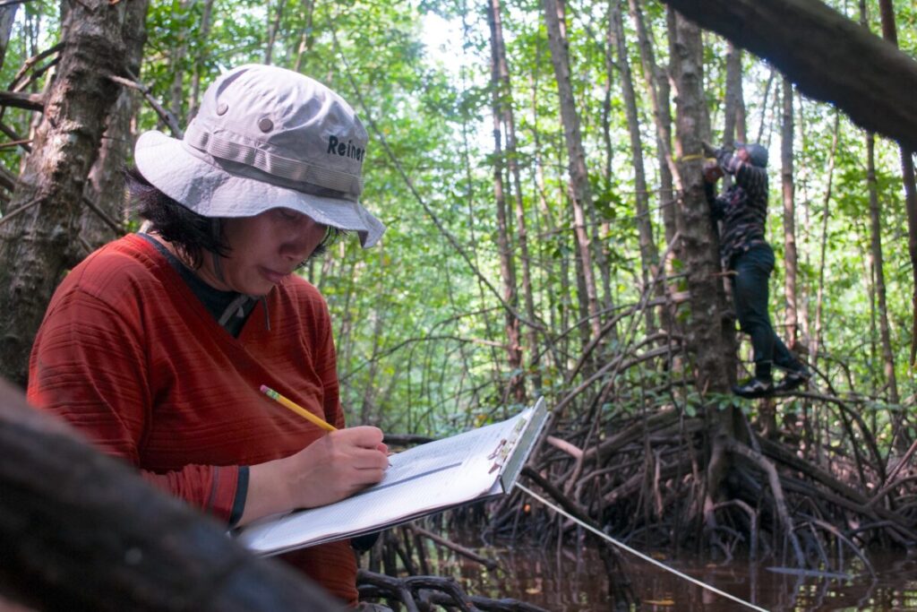 Mangrove deforestation for commodities limits conservation funding in SE Asia