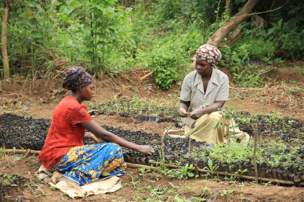 Funding freeze threatens global reforestation and restoration efforts