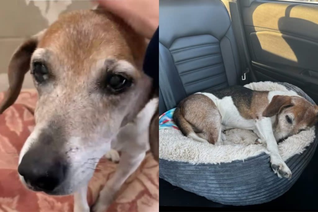 ‘Emaciated’ Senior Dog Enjoys His ‘Golden Years’ Post Adoption