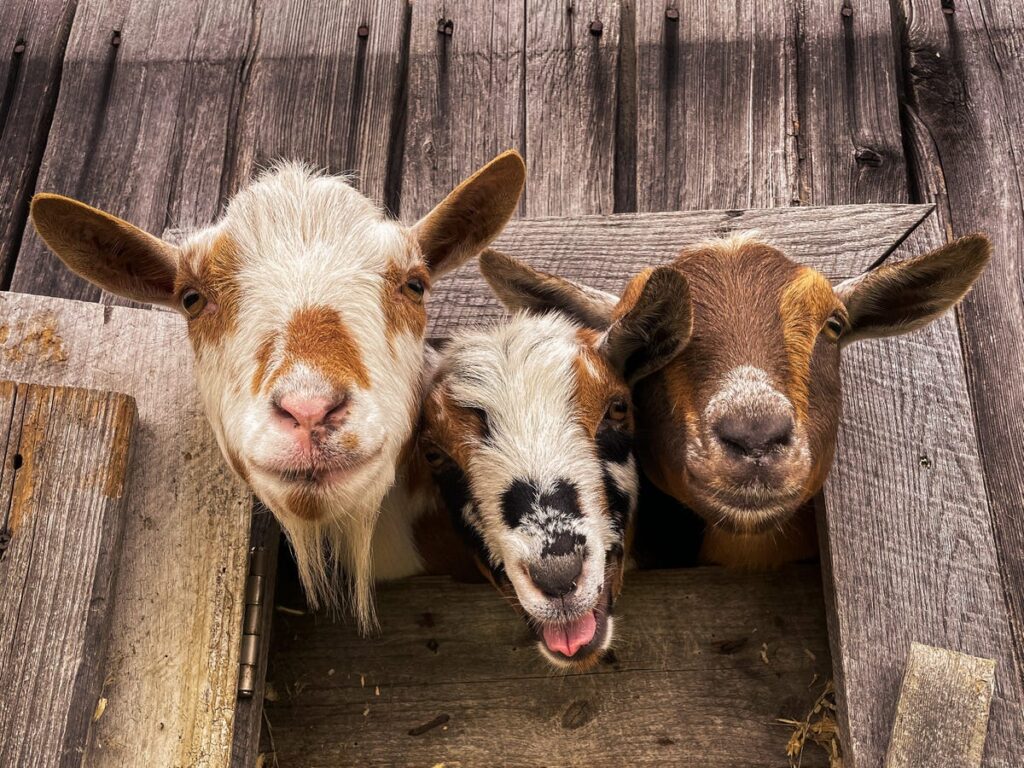 We moved to a farm in rural Maine because we thought homesteading would save us money. It didn’t.