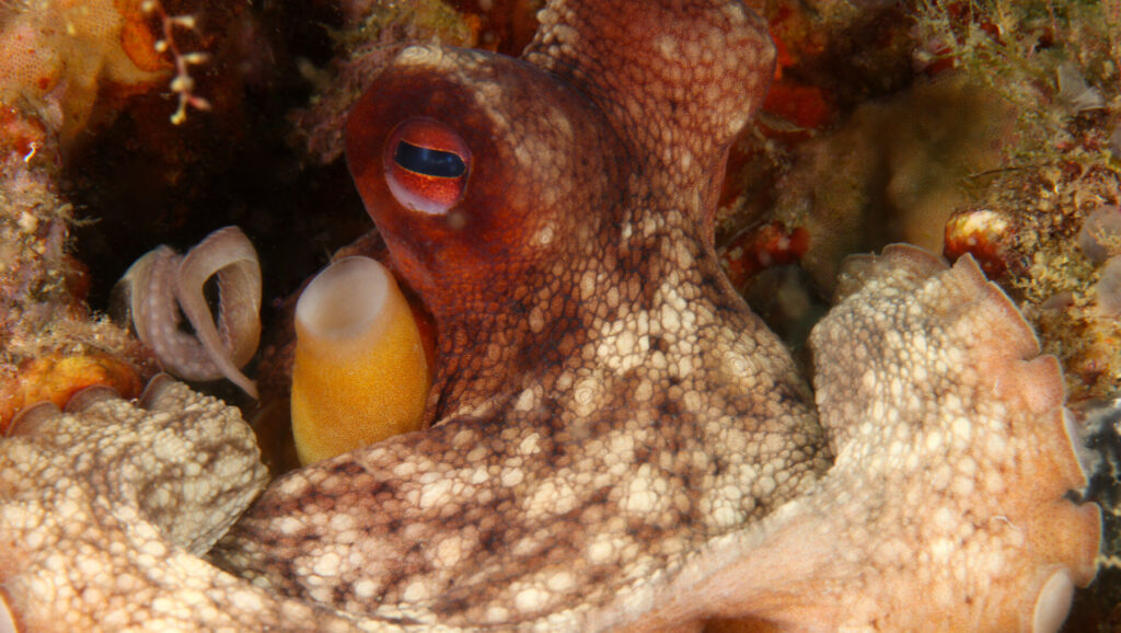 Is UK’s intense marine heatwave the reason for all the octopus?