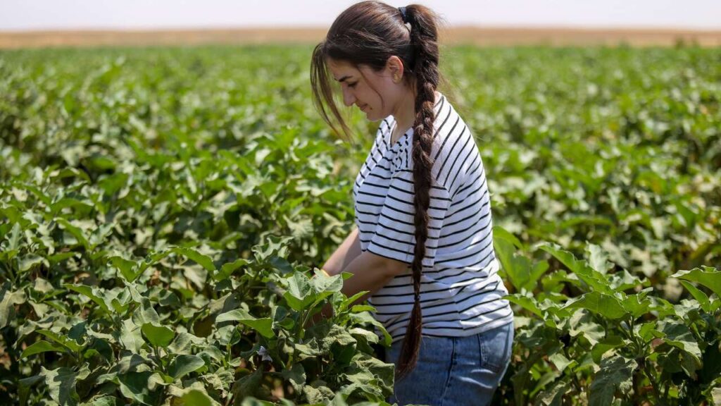 IRC Announces Winner of Global Challenge to Reduce Fossil Fuel Dependency in Syrian Irrigation