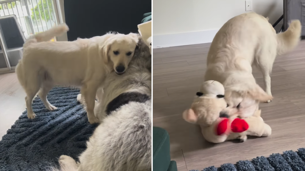 Video: Dog Wants To Nap but His Girlfriend Wants To Play ‘all the Time’