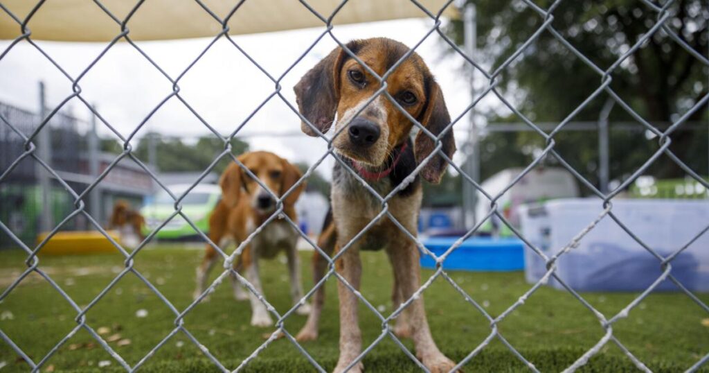 Charleston looks to define cruelty, require identification with changes to animal control code