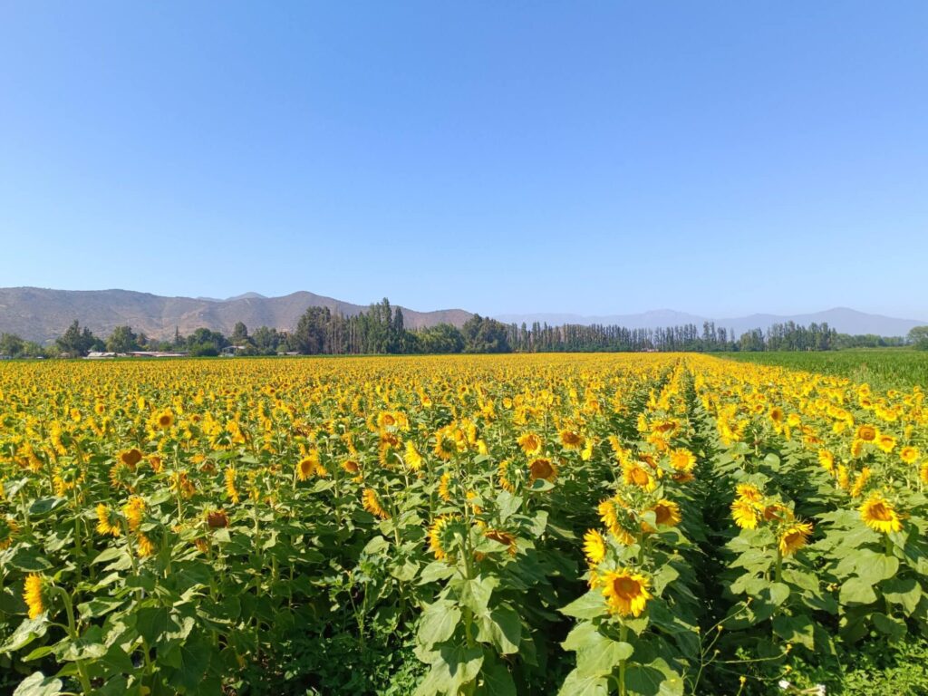 How a Global Crisis Changed Seed Production Forever