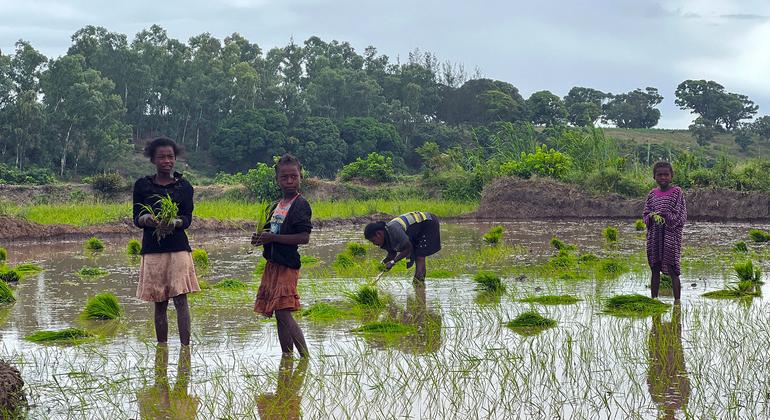 ‘Perfect storm’ of global crises drove years of food price surges: FAO