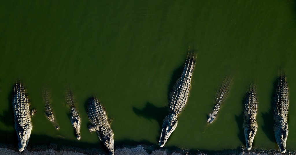Israel culls hundreds of protected crocodiles on settlement farm in occupied West Bank