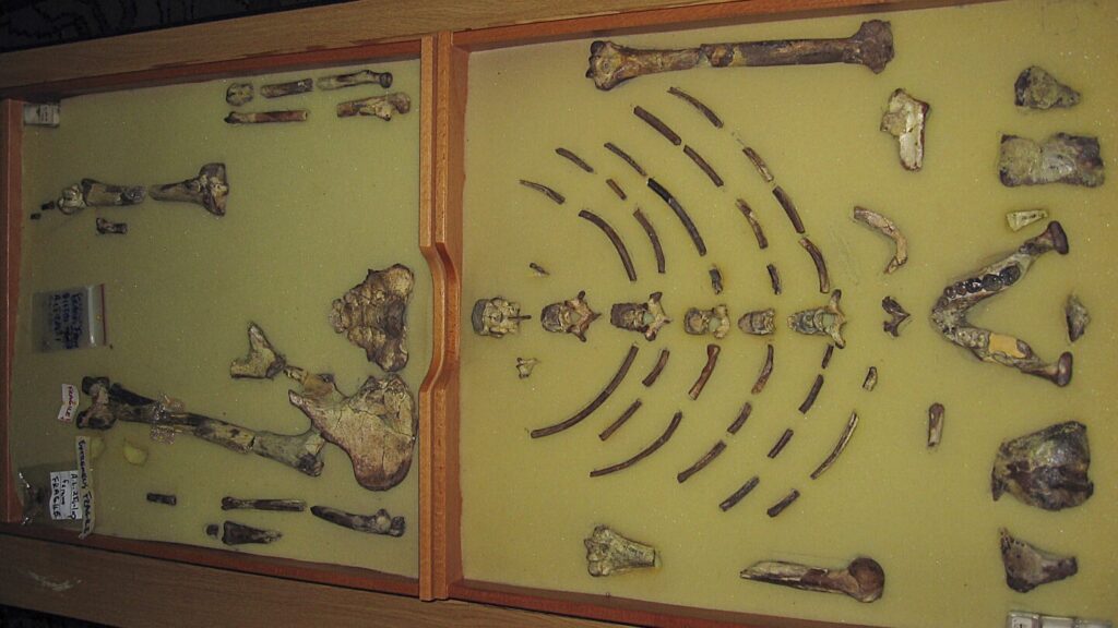 Ethiopian fossil Lucy leaves for her first exhibition in Europe