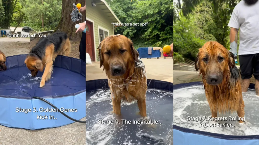 Video: Golden Shepherd’s ‘Stages of Dog Bath’ Is a Mix of Regret & Happiness