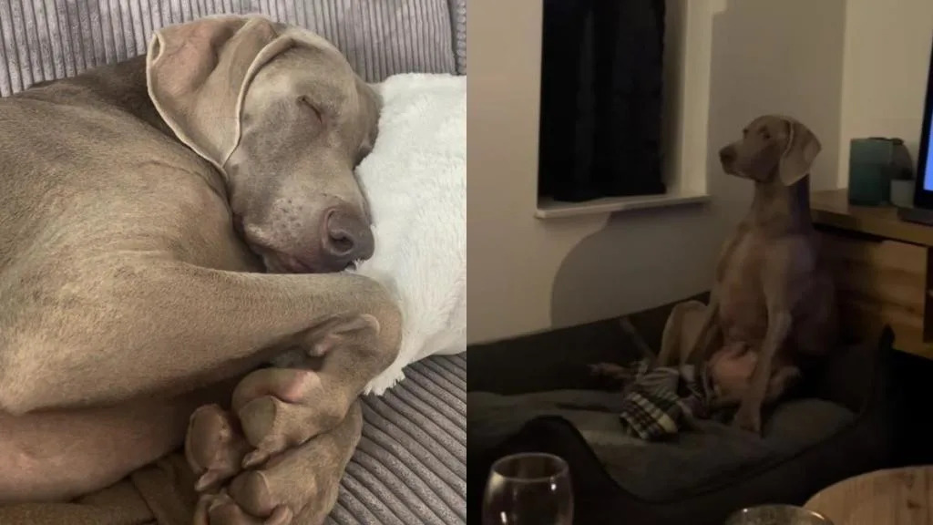 Video Shows 3 Reasons Why Dog Is Secretly a Human