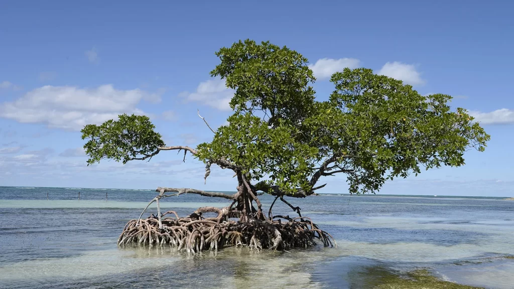 Climate Resilience Awards for Business