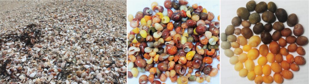 News – Did Archaeologists Find Western Europe’s Oldest Shell Jewelry Workshop?