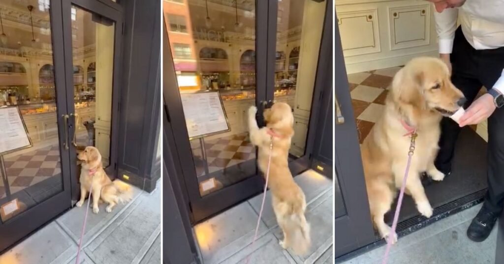 Video: Store Opens Early Only To Give ‘VIP’ Golden Retriever a Pup Cup