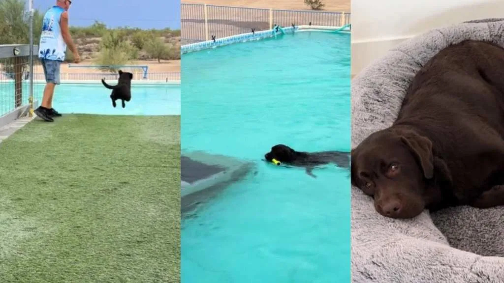 Video: ‘Exhausted’ Dog Finds New ‘Dock Diving’ Sport To Love