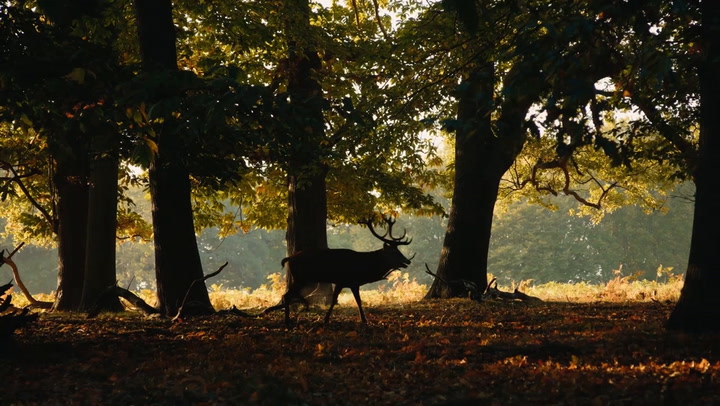 Kate posts autumn video about ‘embracing change and letting go’