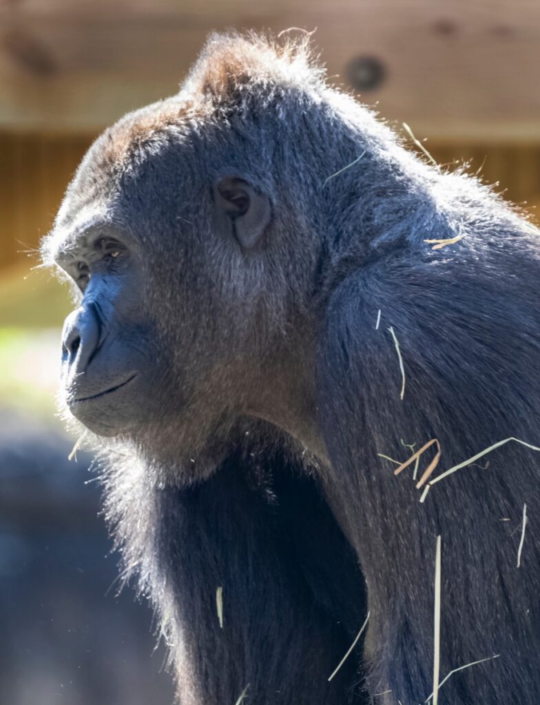 Help Gorillas by Recycling Old Tech at Audubon Zoo