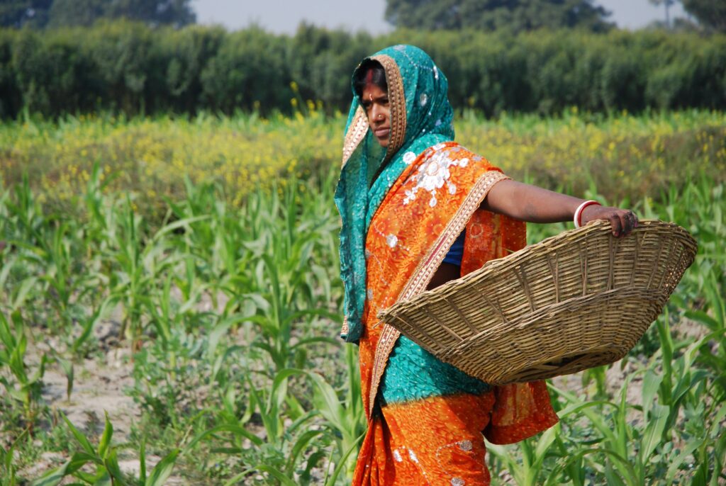 How New Maize Hybrids Are Giving South Asia’s Farmers a Fighting Chance