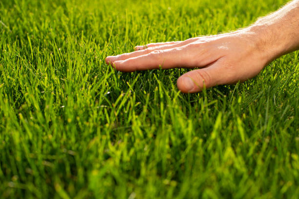 Virginia Tech expert offers tips to support drought-stressed lawns