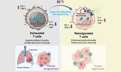 A new way to boost cancer immunotherapy
