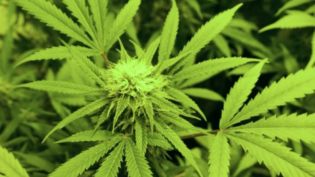Virginia hemp businesses to file court injunction to stop new restrictions on CBD products