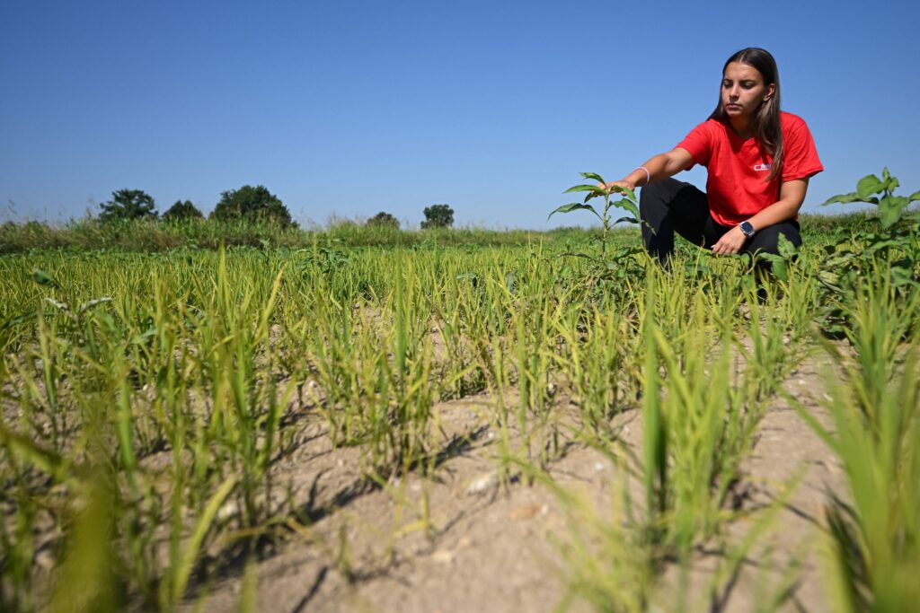 Italian rice crops suffer in drought, worst European heatwave ever