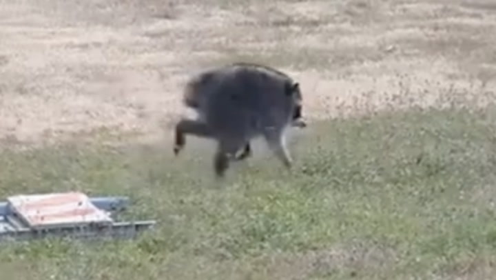 Seattle’s beloved Jimothy the raccoon takes the internet by storm