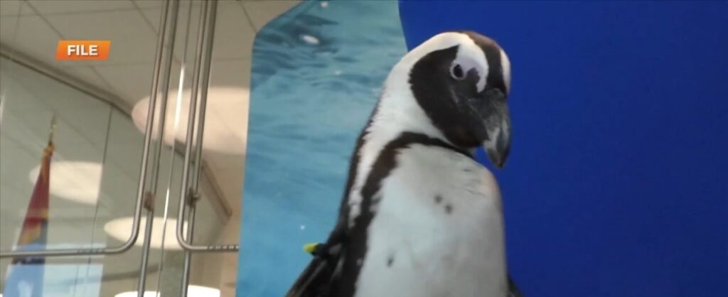 WXXV News 25 Asia Ellis out at Mississippi Aquarium’s Pars for Penguins Tournament
