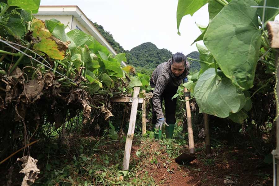 How Vietnam’s ethnic minority women are cultivating resilience