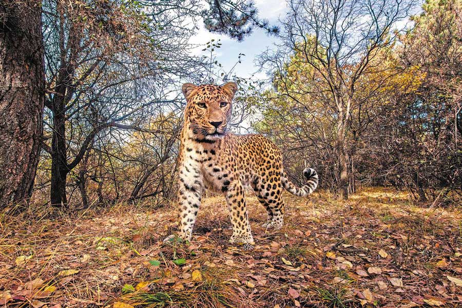 Conservation spurs North China leopard resurgence in Shanxi