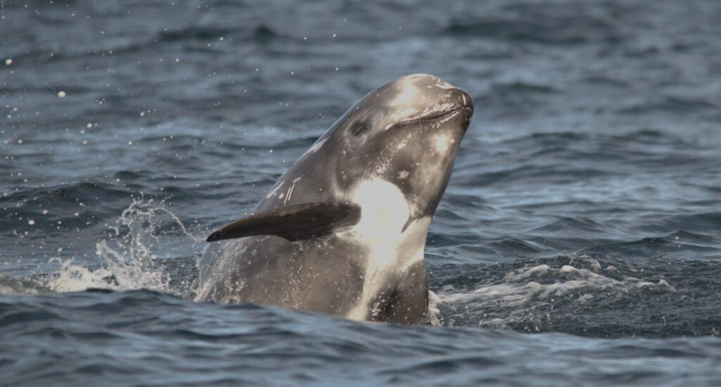 British Risso’s dolphins belong to single population