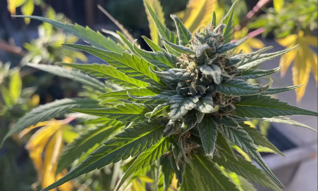 Federal Rescheduling Sets The Stage For Marijuana Business Acquisitions As Pharma And Ag Firms Eye Industry (Op-Ed)