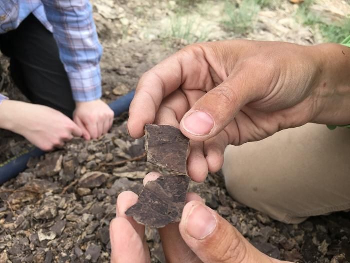 Forests Didn’t Fare Well During an Ancient Global Warming Event, Offering a ‘Cautionary’ Tale About Today’s Climate Change