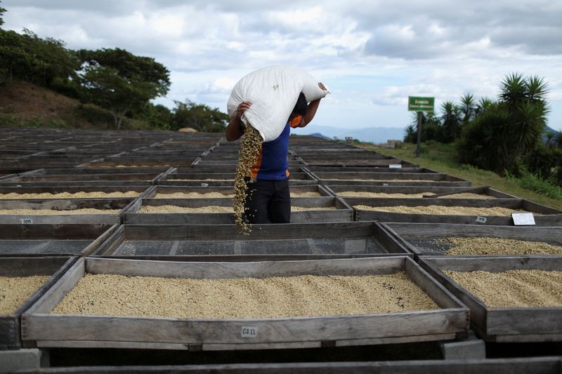 EU deforestation law to force compliance even on non-EU coffee supply chains, study finds