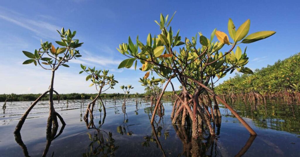Global Mangrove Cover Is Growing but Old-Growth Losses Remain a Threat