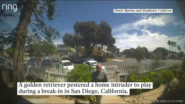 ‘Worst guard dog’: Golden retriever pesters home intruder to play during break-in