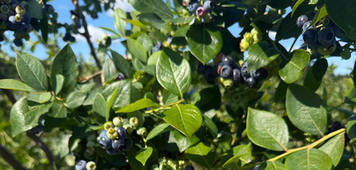 Winterwood launches new European division to deliver 52-week berry supply