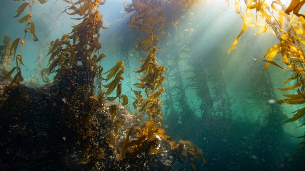 RMB Ventures exits Afrikelp as Stirling Square’s SAS Group takes majority stake